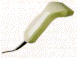 CCD Scanner